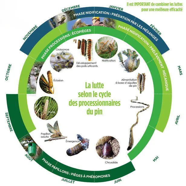 Schéma du cycle des chenilles processionnaires